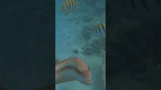 MSC Ocean Cay Snorkeling Underwater Paradise [upl. by Shaughn]