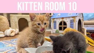 Kitten Room 10 Day 72 Vikas Birthday  California and her 6 kittens [upl. by Canter]