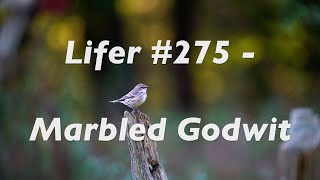 The Quest to see a RARE Marbled Godwit in Southern Ontario [upl. by Ahsyat274]