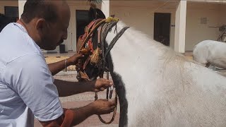 Horses Awareness amp treatment camp  Tetanus in horses veterinary jammu horse [upl. by Arundel]