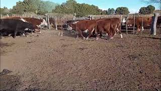 8 Vacas Preñadas Los Medanos [upl. by Hakaber]