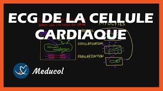 Le potentiel daction  Cours de Physiologie  Biochimie Facile [upl. by Larena800]