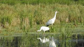 Whooping Cranes Calling [upl. by Zennie]