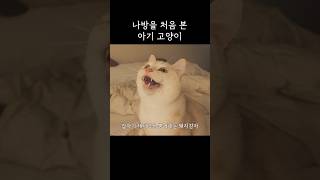 아기고양이 인생의 대위기ㅋㅋㅋㅋㅋ [upl. by Inerney]