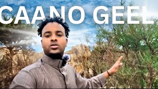 Caano geel iyo geel dhalay hargeisa [upl. by Ariad]