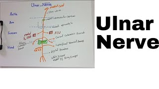 Ulnar Nerve anatomy origin course distribution branches3d anatomy upper limb nerves [upl. by Tilagram]