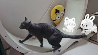 Oh야옹멍멍 공식 노래 강아지와고양이🎵 강아지와고양이 강아지 고양이 음악 작곡 작사 SEA music dog cat [upl. by Storm]