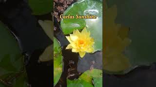 Carlas sunshine waterlilly tropicalviviparoustrendingshortsyoutube videoviralwayerplants [upl. by Stanfill546]