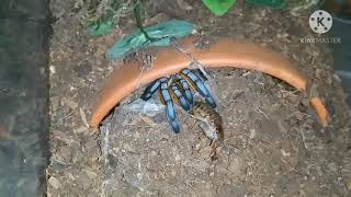 Pterinochilus murinus DCF escapes during feeding [upl. by Jennifer]