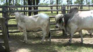 Brahman bull serving [upl. by Kos]