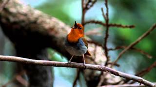 Japanese Robin song part 3 Luscinia akahigeErithacus akahige HD [upl. by Kamerman]