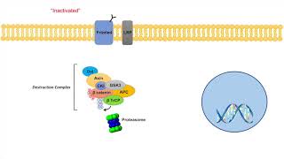 WntβCatenin Signaling Pathway  Overview Purpose and APC Mutations [upl. by Ailegna]