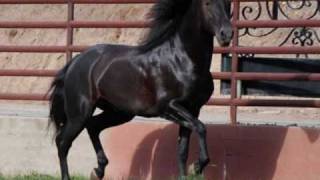 Rancho El Afortunado Andalusians  Stallions at Stud [upl. by Formenti903]