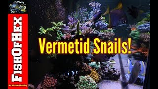 The Dreaded Vermetid Snail And How I Got Them  Now What [upl. by Dorisa]