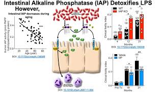 LPS Increases During Aging Besides Calorie Restriction What Else Can Reduce It [upl. by Fulbright410]