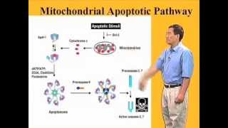 The mitochondrial or intrinsic apoptotic pathway  Xiaodong Wang [upl. by Perloff]