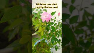 Miniature rose plant care amp growth tips  miniature buttonrose minirose shortsplants [upl. by Ann]