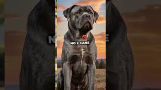 Unique Cane Corso Coat Colors and Patterns Explained [upl. by Balf]