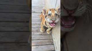 🐯🐯🐯WOW adorable baby tigercub tiger kitten foryou fpy cute kitty zoo adorable [upl. by Marylou]