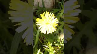 Taraxacum officinale  Dandelion  Mniszek lekarski 🌼 [upl. by Attennaej]