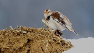 Schneeammer Plectrophenax nivalis [upl. by Ylak]