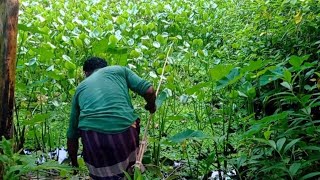 আজকের ধরা মাছ লাল পিঁপড়ার ডিম দিয়ে ধরা বড় কৈ মাছ ll Lot of fish catch by hook with red ant eggs [upl. by Yaj88]