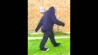 Blevins best proof of Patterson Gimlin Bigfoot is real [upl. by Martineau]