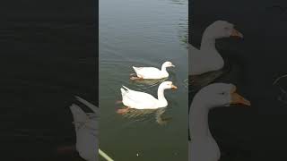 Swan 🦢 Karimnagar Deer Park swan karimnagar [upl. by Nylinnej]