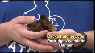 Partridge Wyandotte Bantam Chicken Breed [upl. by Retseh108]