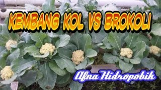 Kembang kol amp Brokoli hidroponik  Cauliflower amp Brocoli hydroponic [upl. by Enyamrahs483]