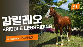 갈릴레오 1편 W홀스랜드 갈릴레오 briddle lessriding [upl. by Annaira703]