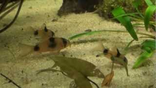 AfricanCichlidsnet Corydoras weitzmani [upl. by Anilak]