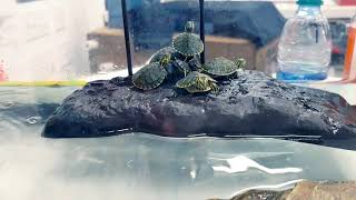 Baby Yellow Bellied Slider info for new owners [upl. by Lupien548]