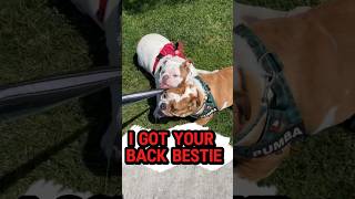 I Got Your Back Bestie 🐶❤️🐾 shorts funny dog love pets englishbulldog doglover [upl. by Analed]