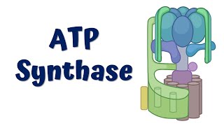 ATP synthase  Structure and Function [upl. by Rea]