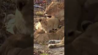 Cute lion cubs With their mom Lion Shorts [upl. by Anitsrik]