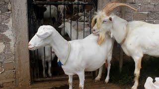 Good Saanen Goat quality Prepare Breed for New Young Saanen Goat at farm [upl. by Yesnik]