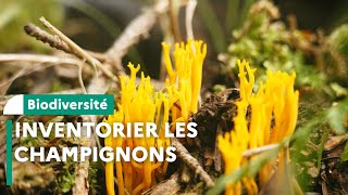 Inventaire de champignons en réserve biologique intégrale dans le Cantal [upl. by Ricker789]