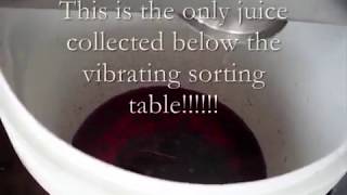 Criveller  Perfect sorting TVD dosing table Grape Elevator Estasi destemmer and a Sorting Table [upl. by Lebaron]