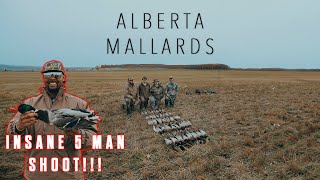 ALBERTA MALLARDS INSANE 5 man limit [upl. by Shamma132]