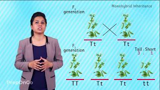 Mendels experiment  Monohybrid Cross  Law of Segregation [upl. by Hsizan]