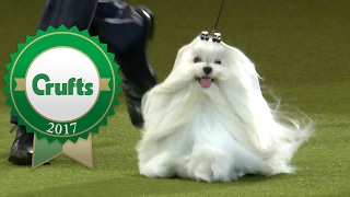 Eukanuba World Challenge Final  Crufts 2017 [upl. by Intosh]