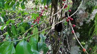 Coffee Tree Arabica and Robusta [upl. by Minton]