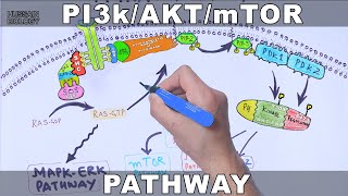 PI3kAKTmTOR Pathway [upl. by Anauqal]