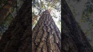 Some of the last remaining Old Growth forest in Pennsylvania oldgrowth [upl. by Yras]