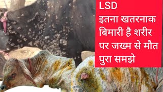 पशुओ मे LSD इतना खतरनाक बिमारी कैसे [upl. by Nodab]