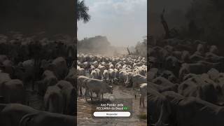 AOO PAIXÃO PELA PECUÁRIA DO BRASIL VOCÊ TAMBÉM TEM COMENTE farm gado fazenda boiada agro [upl. by Blinny]