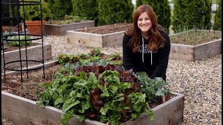 How to Grow Spinach for Beginners 🌿👩‍🌾 Garden Answer [upl. by Ayo692]