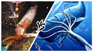 SPERM WHALE VS GIANT SQUID – Who would win [upl. by Juditha]