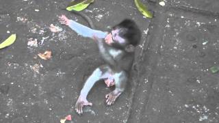 Baby Monkey Love  2 monkeys hugging [upl. by Rafat]